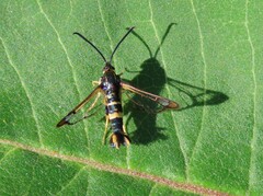 Synanthedon