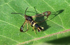 Synanthedon