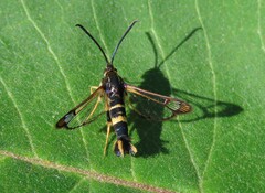 Synanthedon