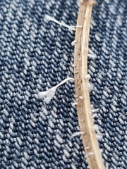 Xylaria filiformis