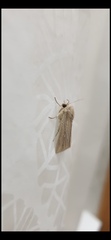 Mythimna riparia