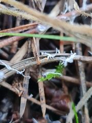 Xylaria filiformis