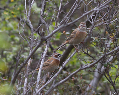 Emberiza cioides