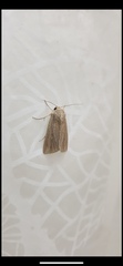 Mythimna riparia