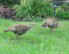 Meleagris gallopavo silvestris