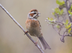 Emberiza cioides