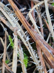 Xylaria filiformis
