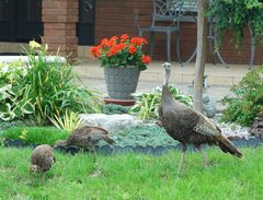 Meleagris gallopavo silvestris