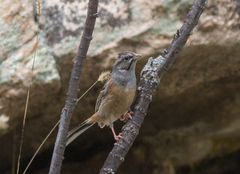 Emberiza godlewskii