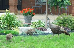 Meleagris gallopavo silvestris