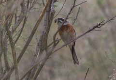 Emberiza cioides