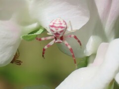 Thomisus citrinellus