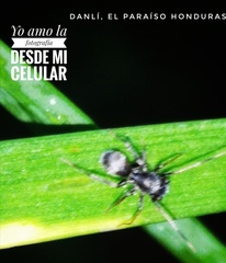 Corinnidae