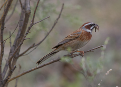 Emberiza cioides