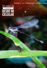 Corinnidae