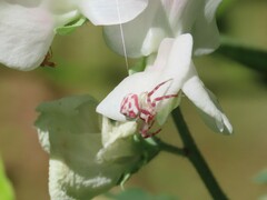 Thomisus citrinellus