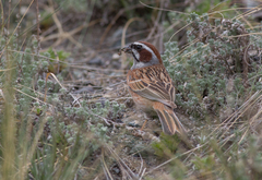 Emberiza cioides