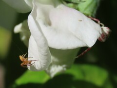 Thomisus citrinellus