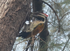 Dinopium benghalense