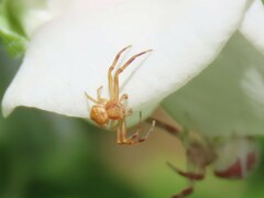 Thomisus citrinellus