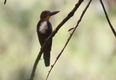 Halcyon smyrnensis