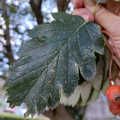 Scandosorbus intermedia