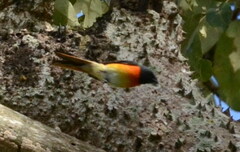 Pericrocotus cinnamomeus