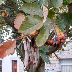 Scandosorbus intermedia