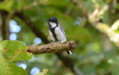 Parus cinereus