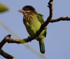 Psilopogon viridis