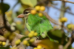 Psilopogon viridis