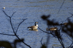 Branta canadensis