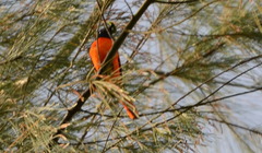 Pericrocotus flammeus