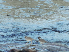 Charadrius placidus