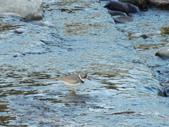 Charadrius placidus