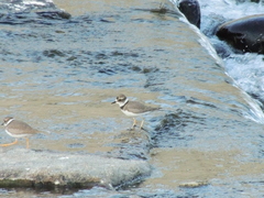 Charadrius placidus