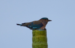 Coracias benghalensis