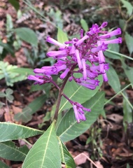 Palicourea angustifolia