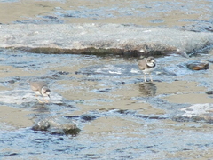 Charadrius placidus