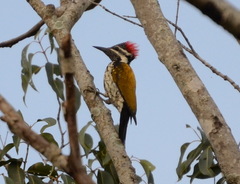 Dinopium benghalense