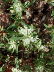 Paronychia argyrocoma