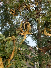 Gleditsia triacanthos