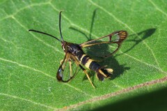 Synanthedon