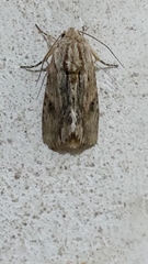 Noctuidae