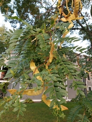 Gleditsia triacanthos