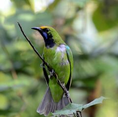 Chloropsis aurifrons