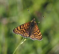 Melitaea cinxia