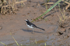 Motacilla maderaspatensis