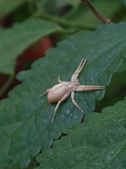 Arachosia praesignis