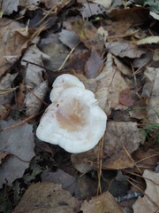 Clitocybe rivulosa